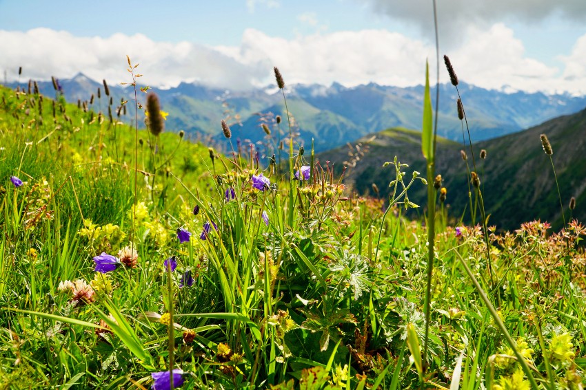 Holderhof - Alpine Herbs 'Alpenkräuter' Sirup (50 CL)