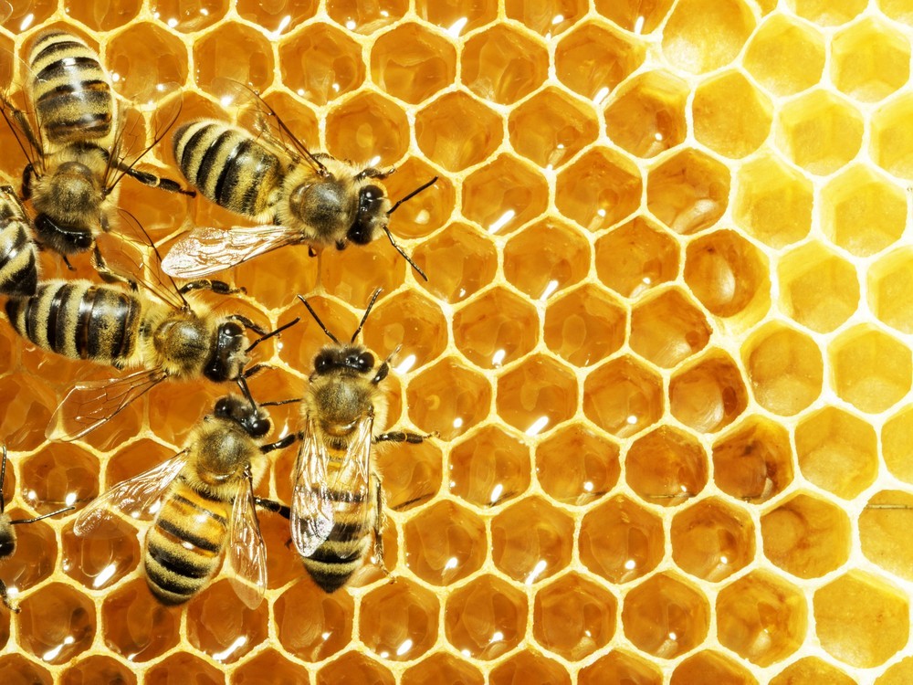 Honey P. Frehner - Sampler 'Bee Healthy' (2 x 250 g)