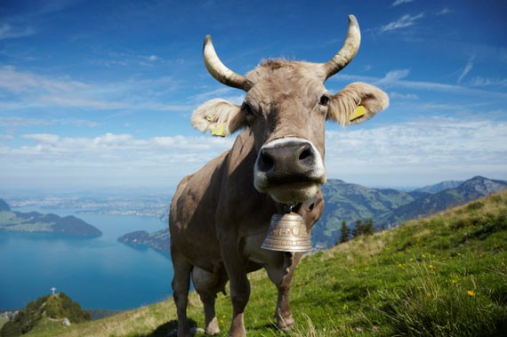 Trauffer - 'Swiss Red Cow'