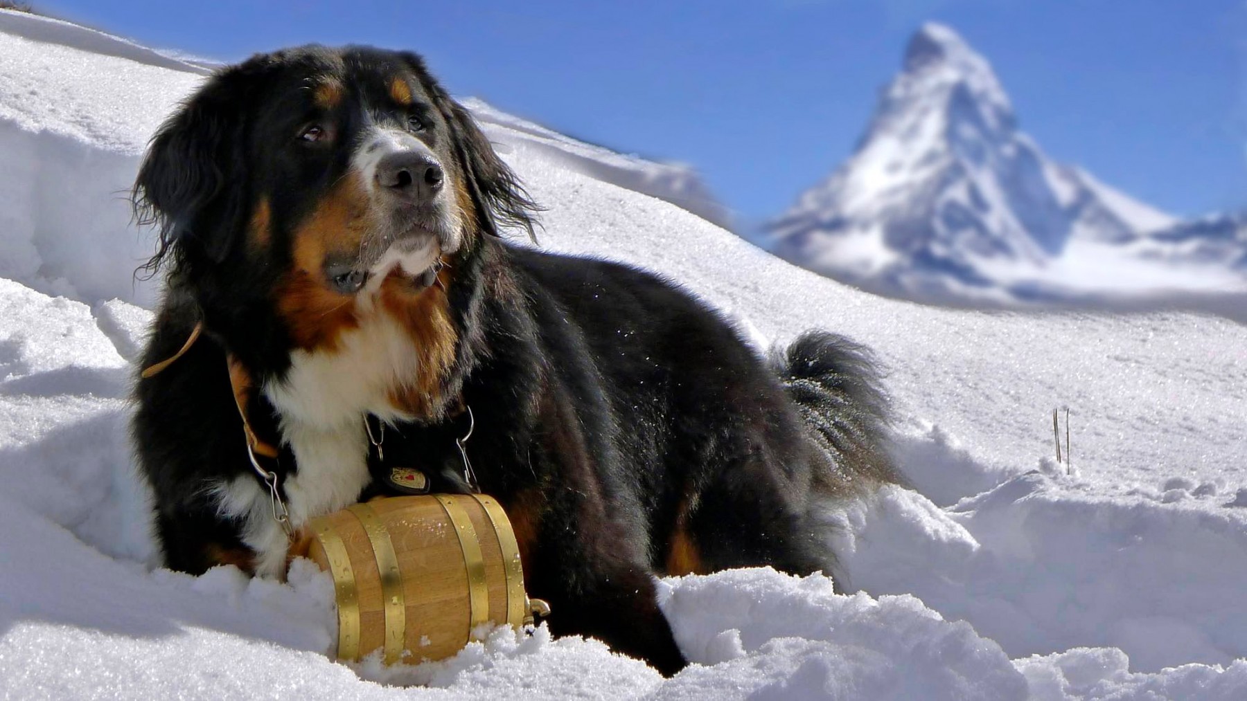 Trauffer - Bernese Mountain Dog 'Bernersenn'