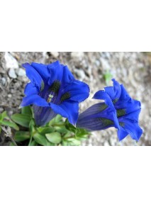 art of scent - Bergduft No2. Blauer Enzian Rollon (10 ML)