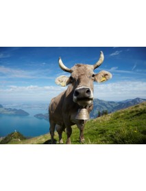 Trauffer - 'Swiss Red Cow'