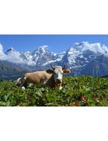 Trauffer - 'Holstein' Wooden Cow (small)