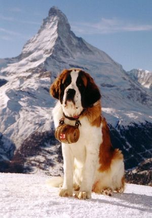 St hotsell bernard swiss