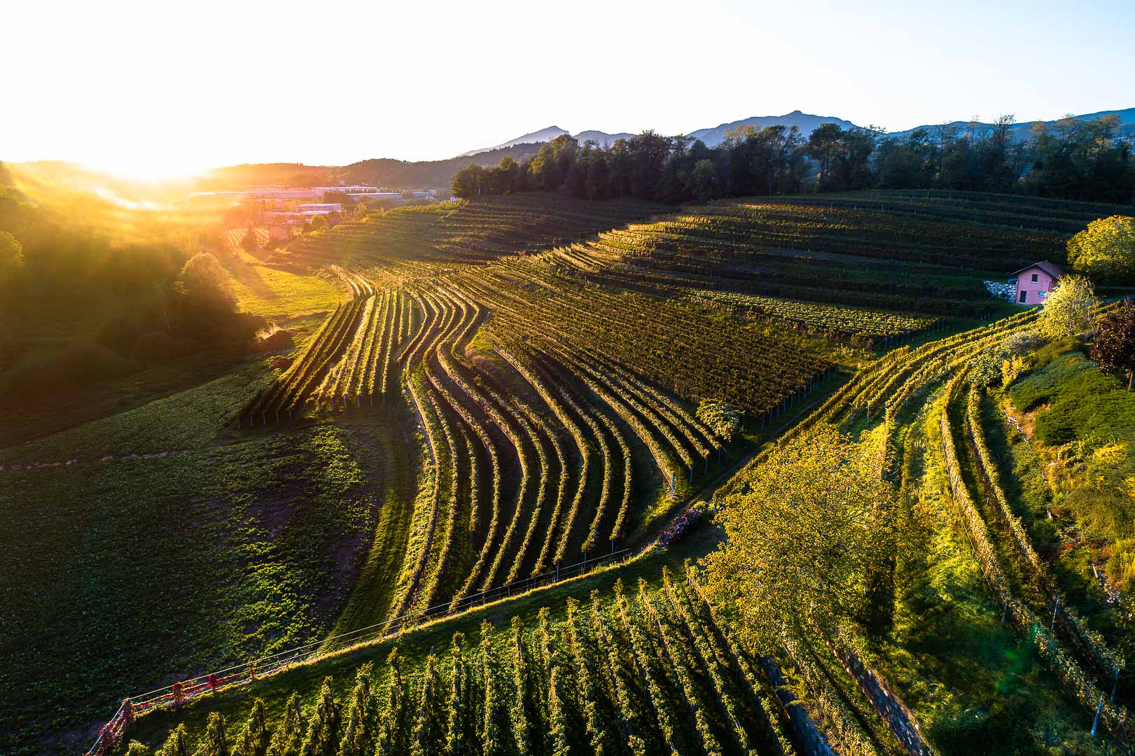Agriloro – Award Winning Wines from the Ticino