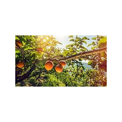 Morand - 'Abricotine' Apricot Liqueur (70 CL)