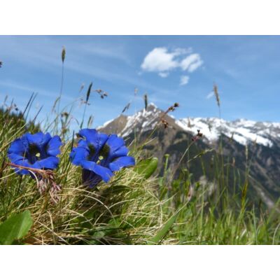 Appenzeller - 'Enzian' Gentian Liqueur (50 CL)