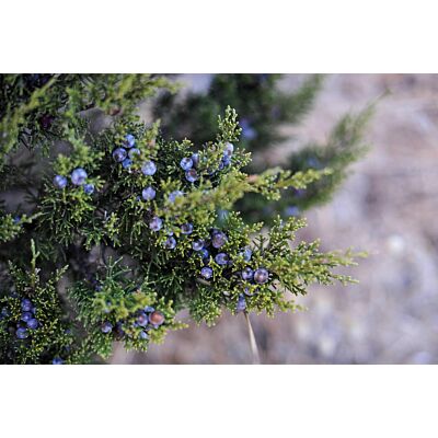 Appenzeller - 'Wacholder' Juniper Liqueur (50 CL)