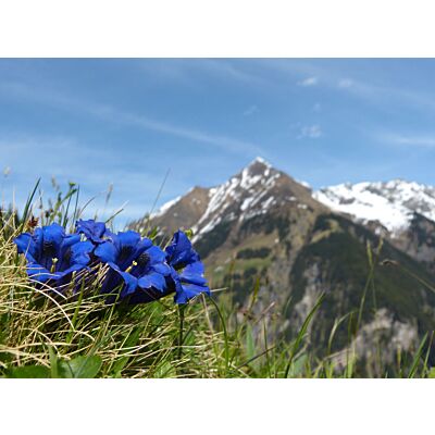 Art of Scent - Bergduft No. 2 'Blauer Enzian' Atomizer (50 ML)