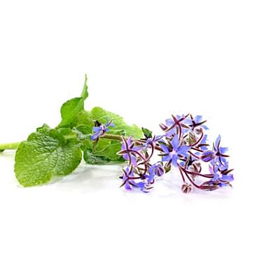 Soglio - 'Borago' Cream for Sensitive Skin (50 ML)