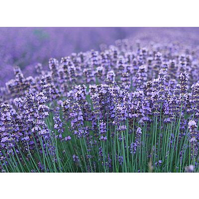 Soglio - Shower Bath 'Melissa & Lavender' (200 ML)