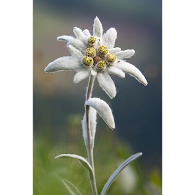 Art of Scent - Bergduft No. 1 'Edelweiss' Rollon (10 ML)