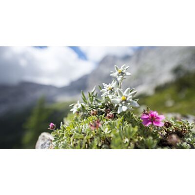 Art of Scent - Bergduft No. 1 'Edelweiss' Soap (110 G)