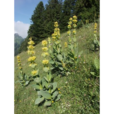 Kindschi - 'Gelber Berg-Enzian' Liqueur (20 CL)