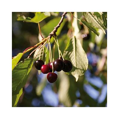 Etter - Original 'Zuger Kirsch' in Edelweiss Gift Package (35 CL)