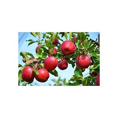 Ramseier - Apple Cider 'Suure Moscht Naturtrüeb' Non-Alcoholic (6 x 50 CL)