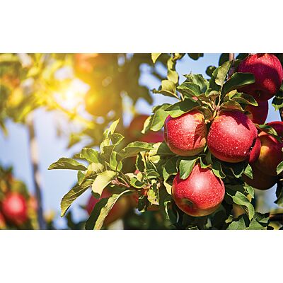 Ramseier - Apple Cider 'Suure Moscht naturtrüeb' 4% Alcohol (6 x 500 ML)