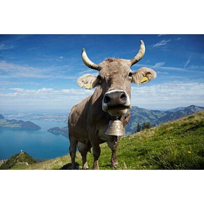 Trauffer - 'Swiss Red Cow'