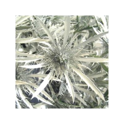 Art of Scent - Bergduft No. 3 'Silberdistel' Rollon (10 ML)