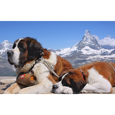 Stuffed Toy - Swiss 'St Bernard' Dog