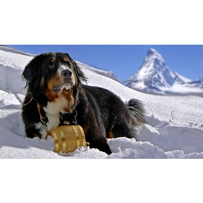 Trauffer - Bernese Mountain Dog 'Bernersenn'