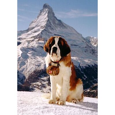 Trauffer - Swiss 'St. Bernard' Dog