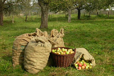 Möhl Apple Cider - All natural apple cider from Switzerland